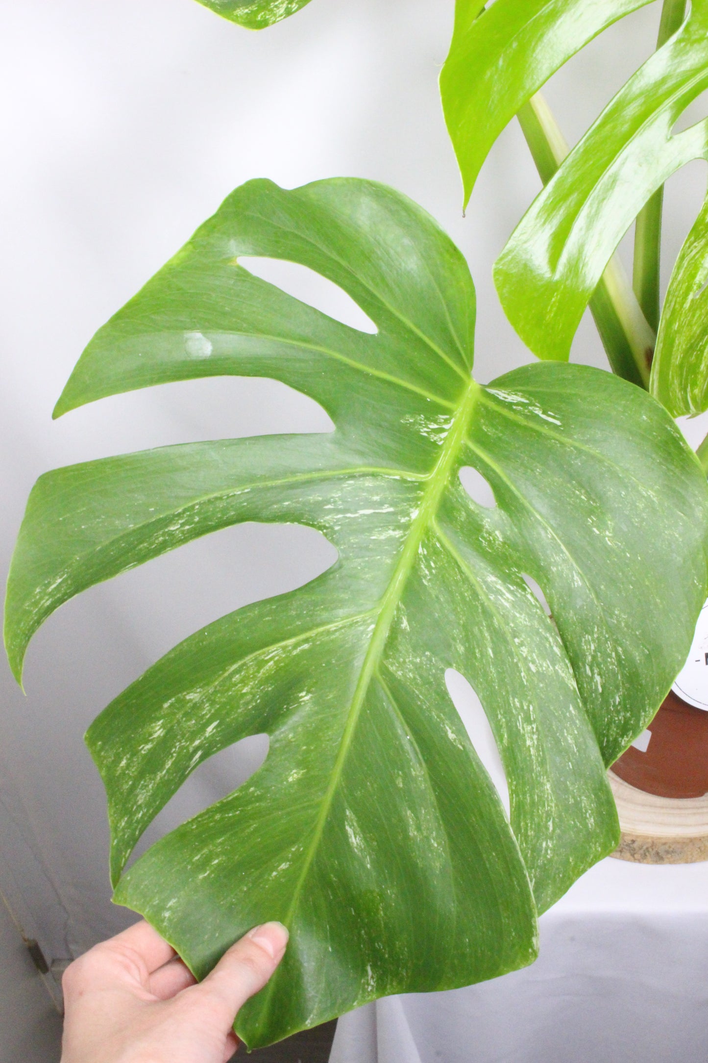 Monstera Variegada 2