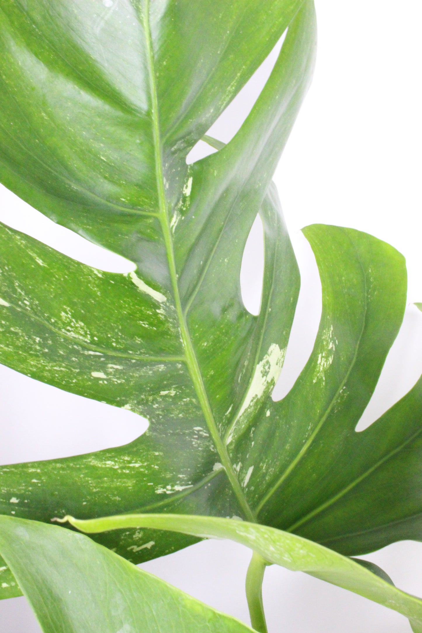 Monstera Variegada 2