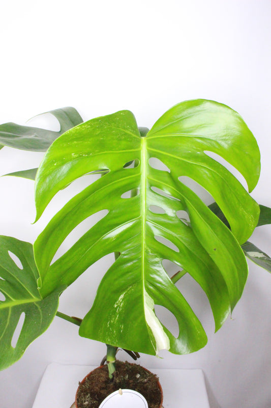 Monstera Variegada 3