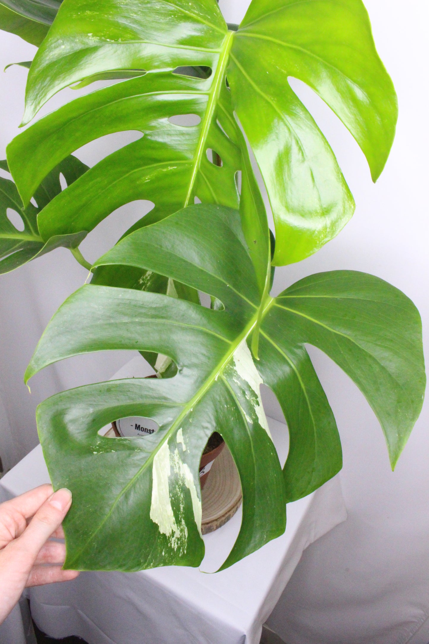 Monstera Variegada 3