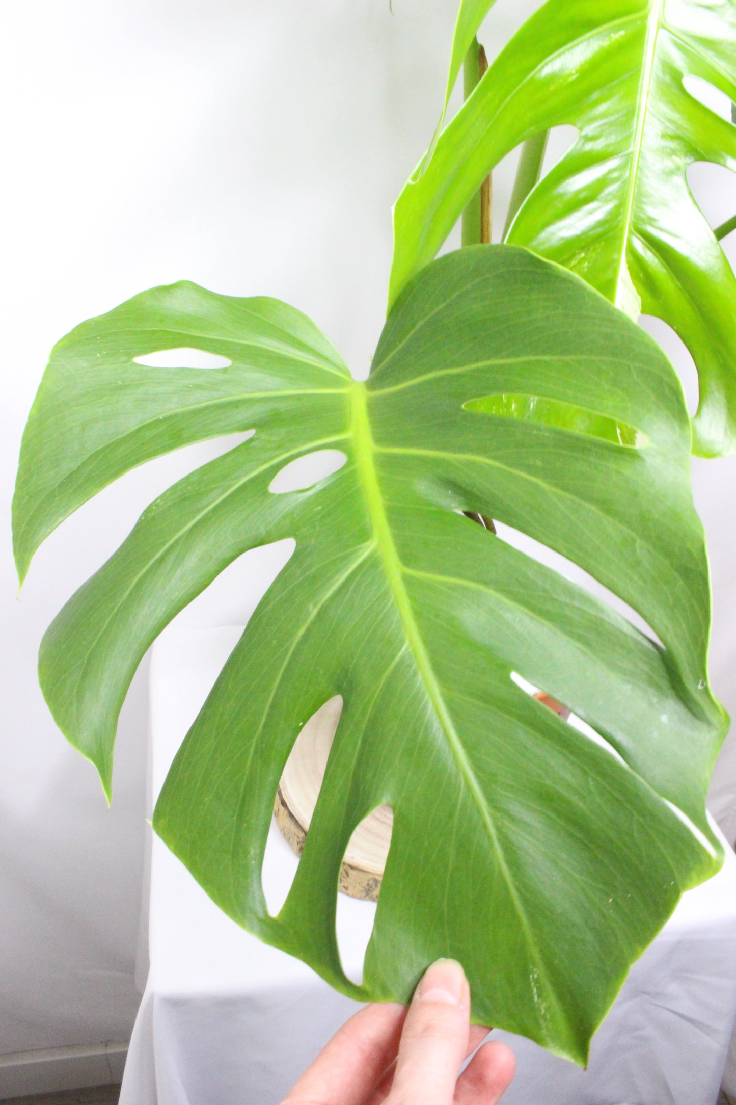 Monstera Variegada 3