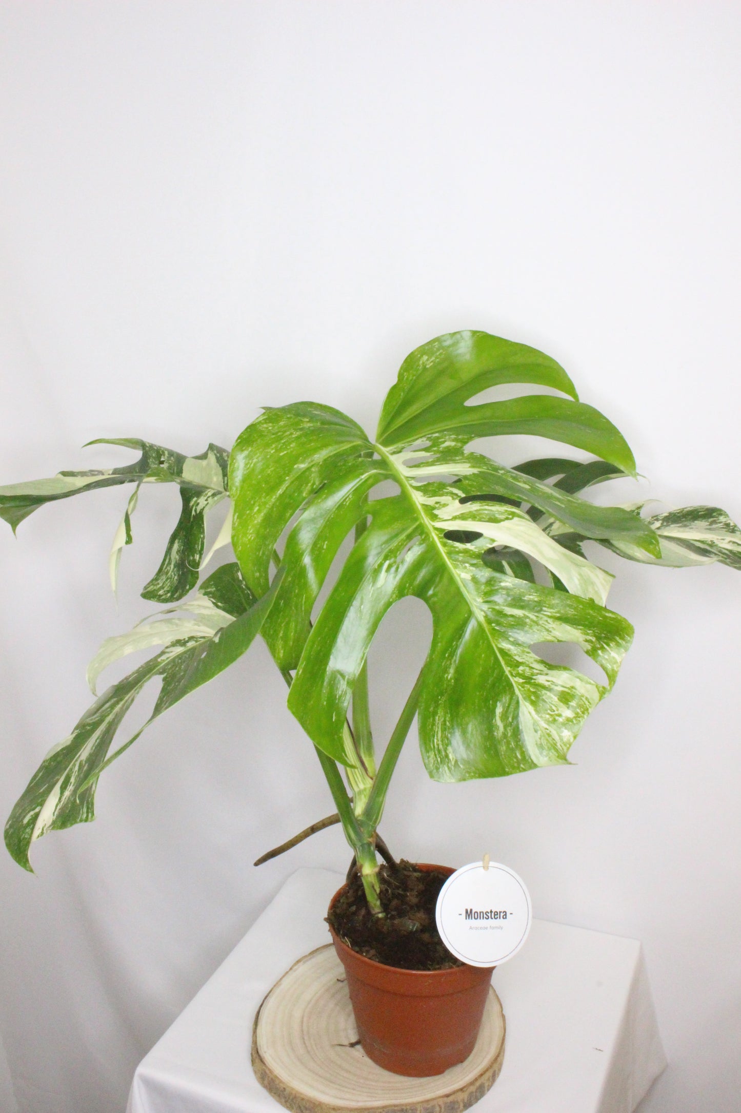 Monstera Variegada 4