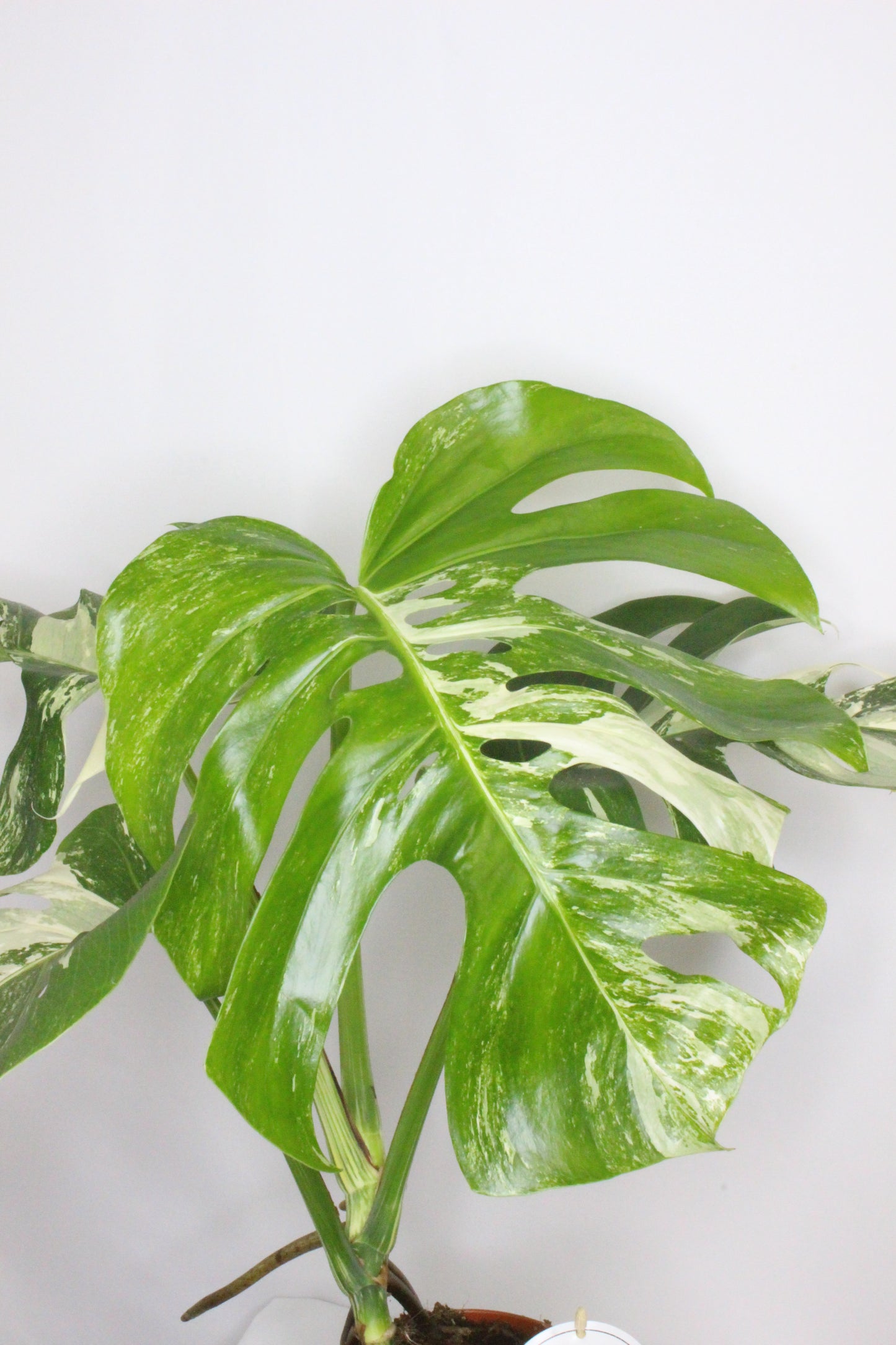 Monstera Variegada 4