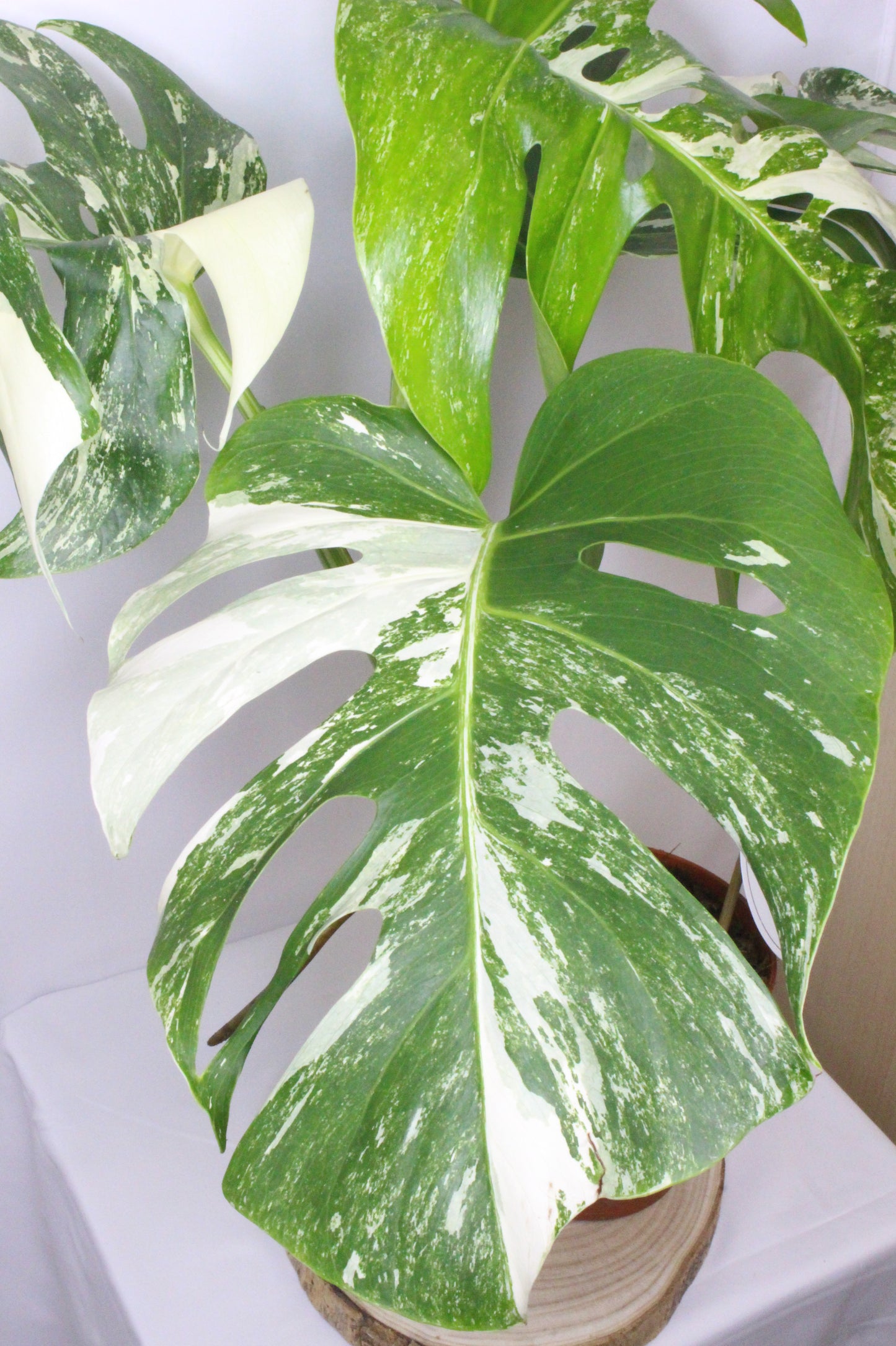 Monstera Variegada 4