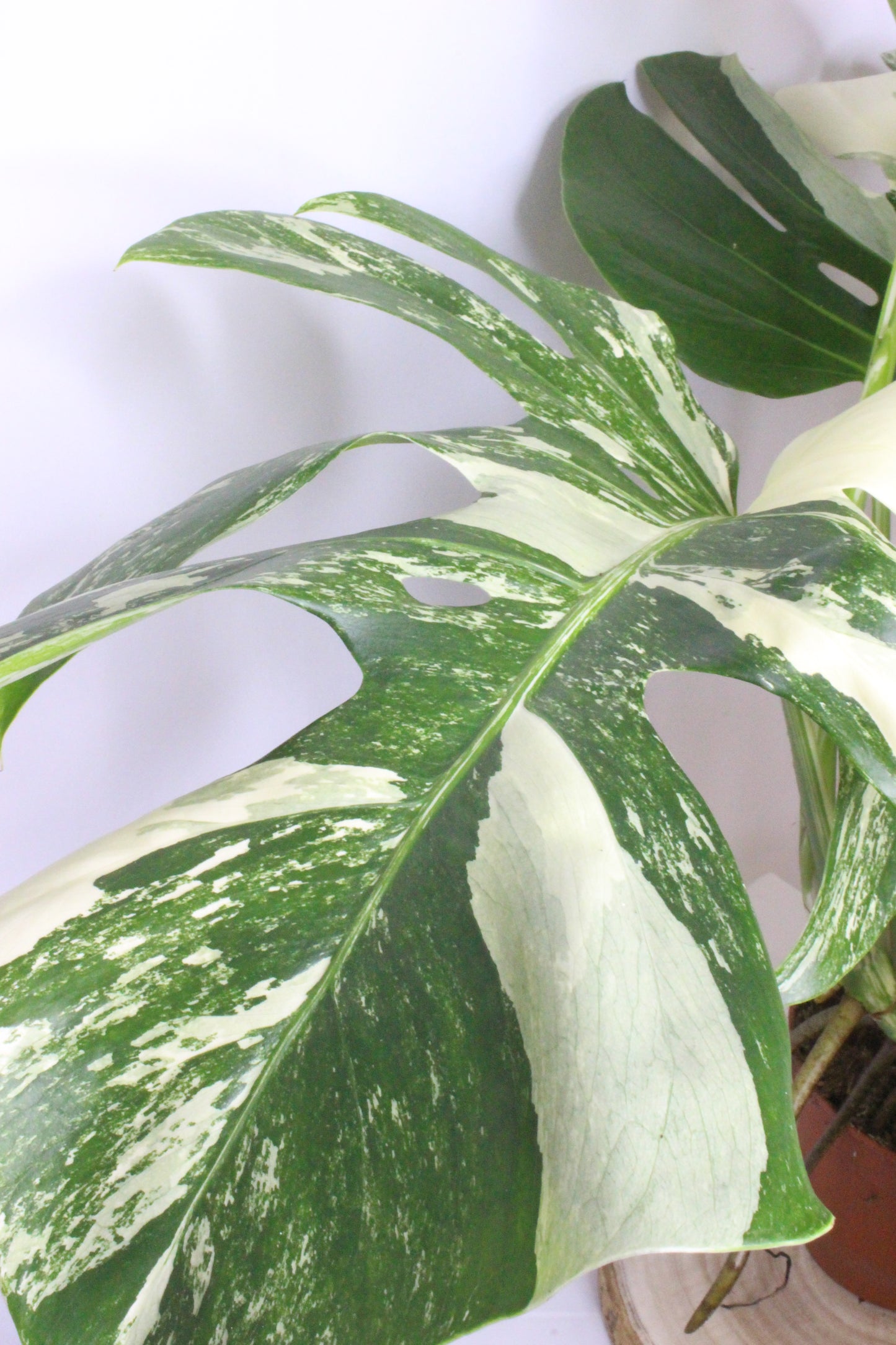 Monstera Variegada 4