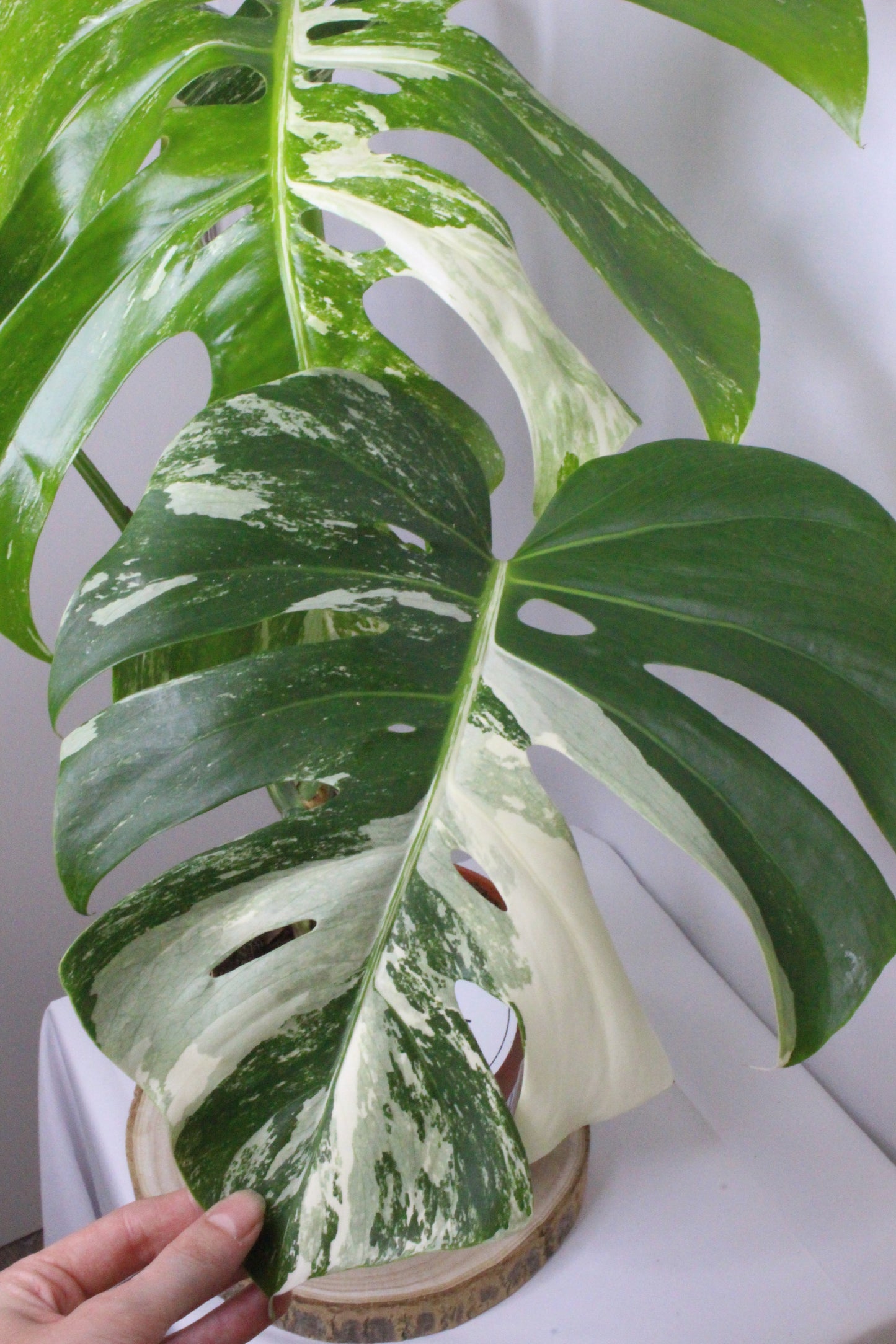 Monstera Variegada 4