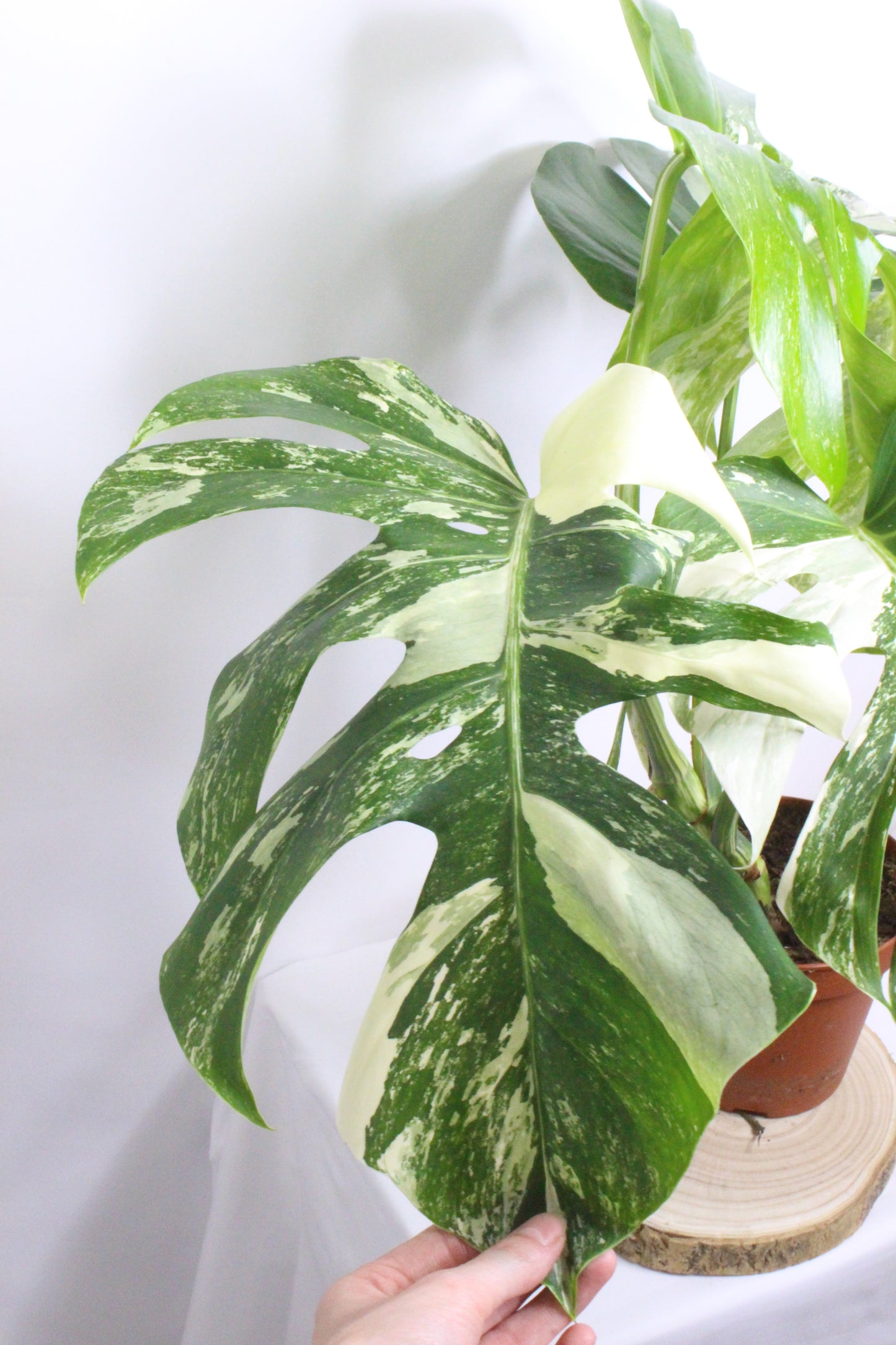 Monstera Variegada 4