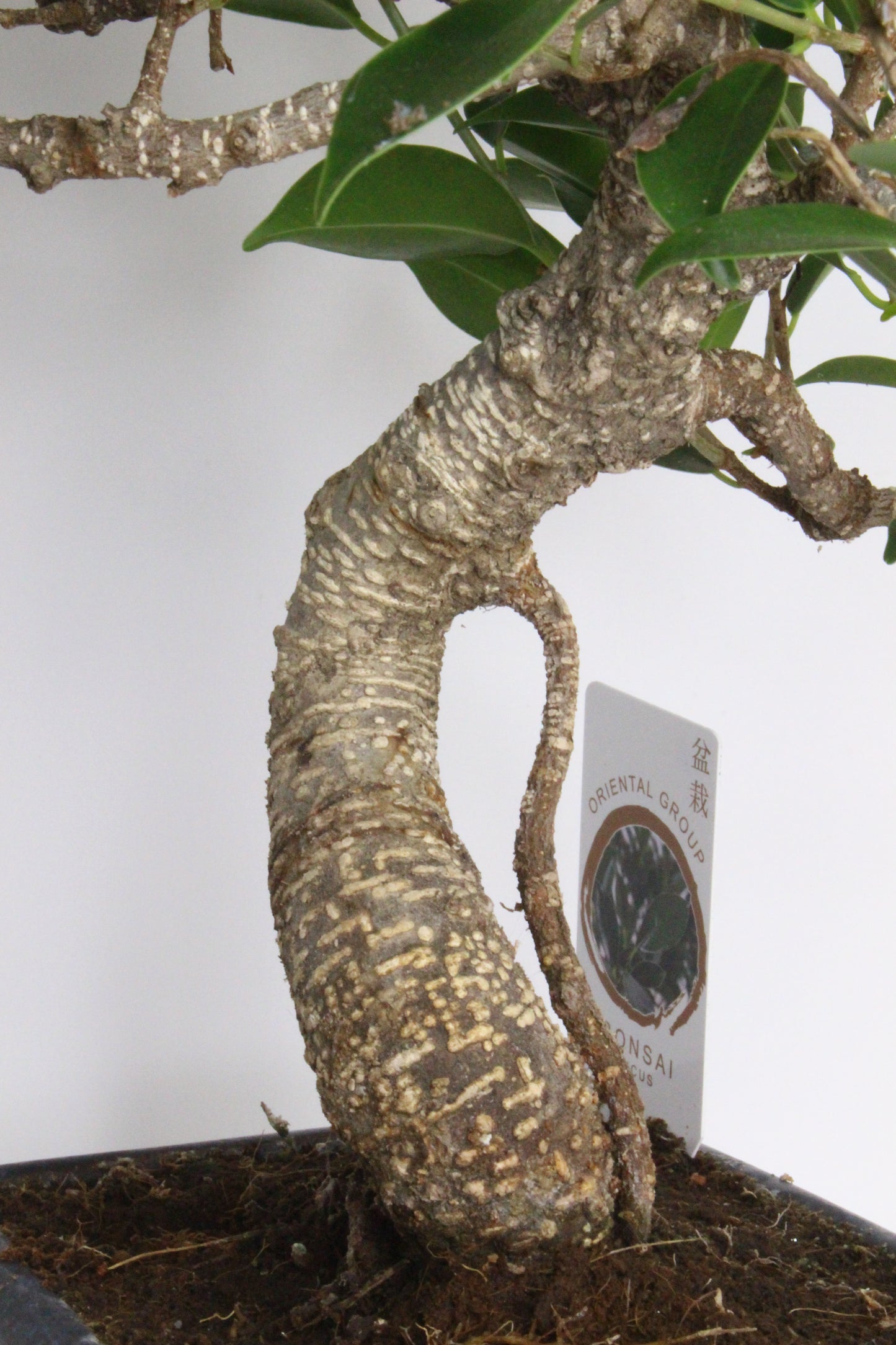 bonsai ficus tiger bonito