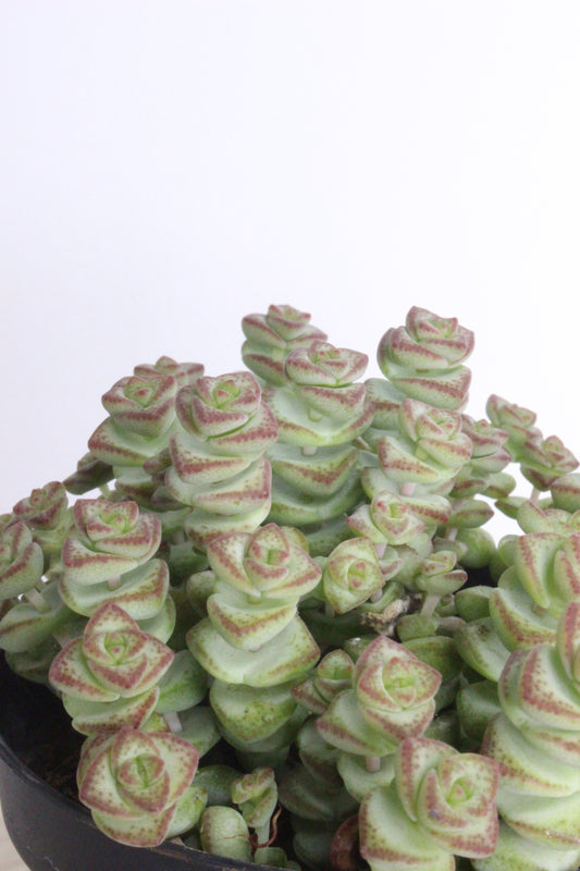 Crassula marnieriana