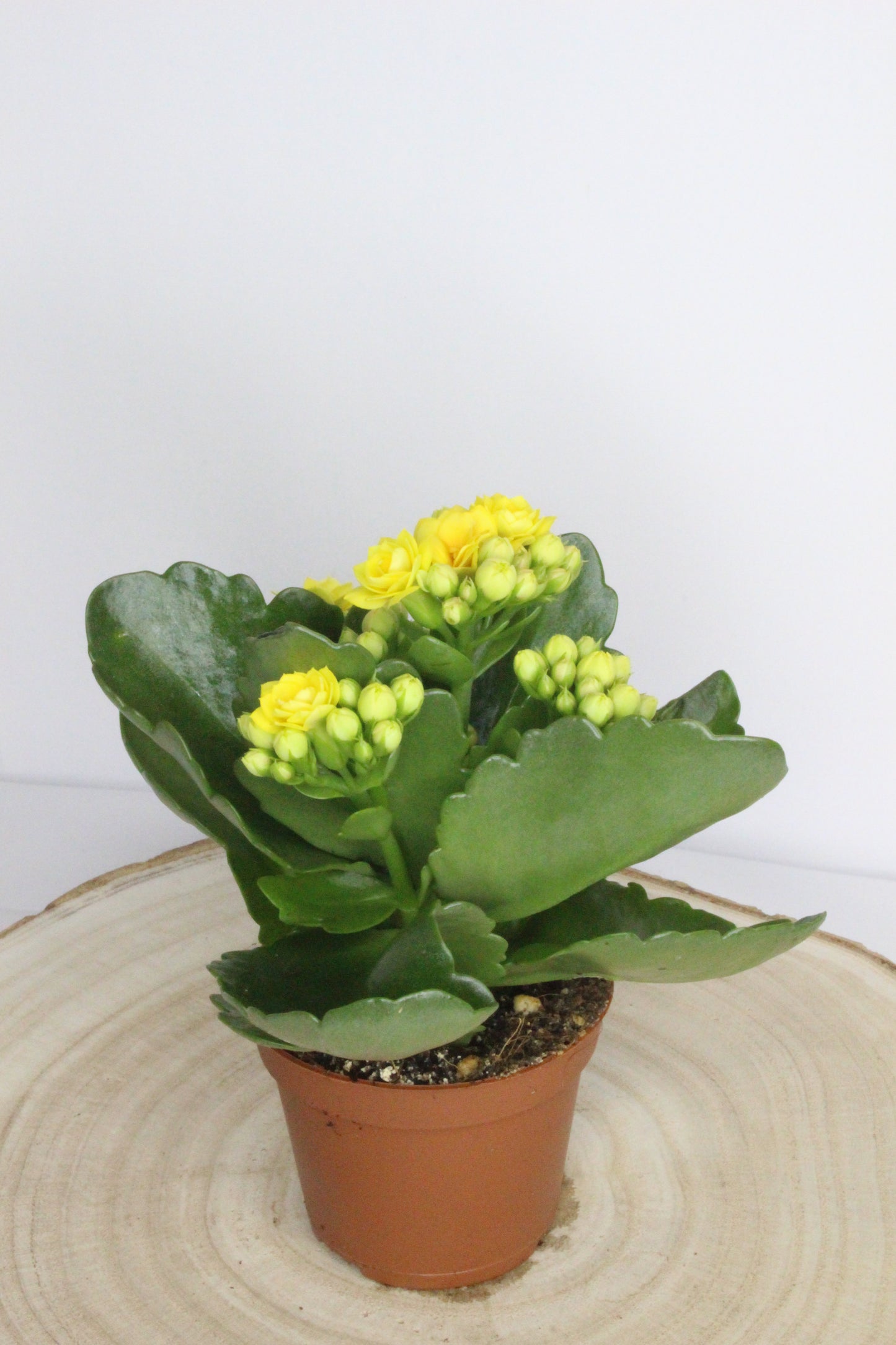 Kalanchoe Rosalina Amarillo 6cm
