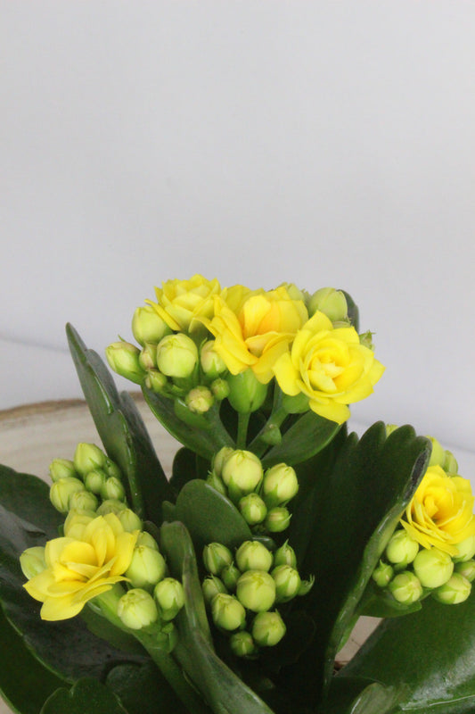 Kalanchoe Rosalina Amarillo 6cm