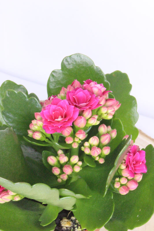 Kalanchoe Rosalina Fucsia 6cm