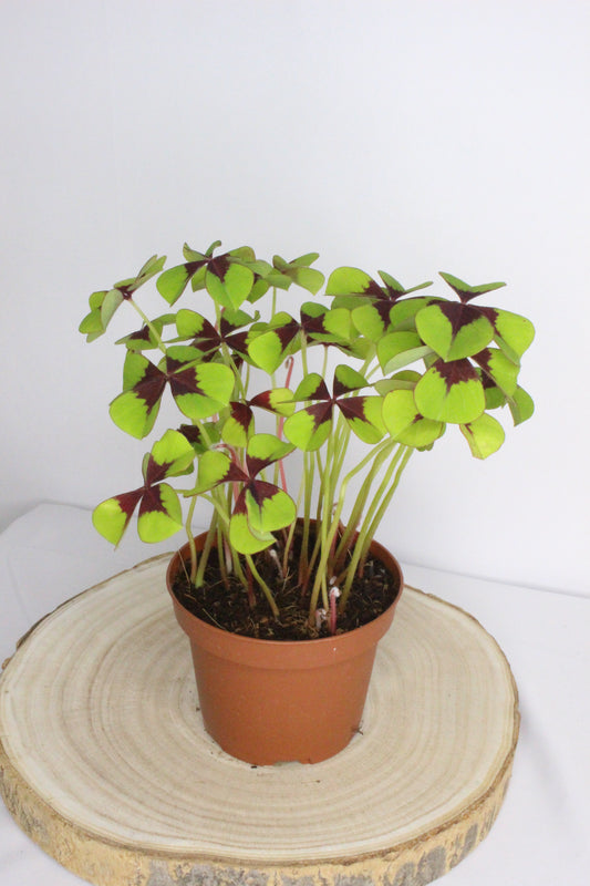Oxalis tetraphylla (Trébol 4 hojas)
