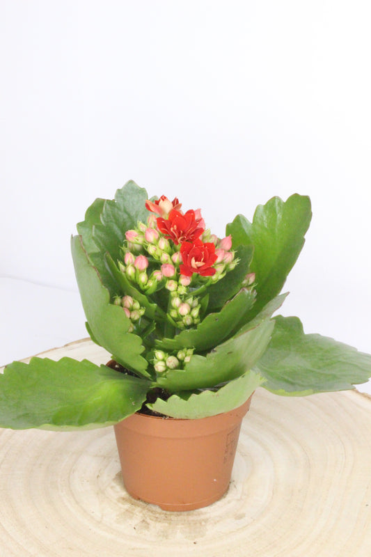 Pack Navideño Papa Noel Esquí Verde + Planta Kalanchoe