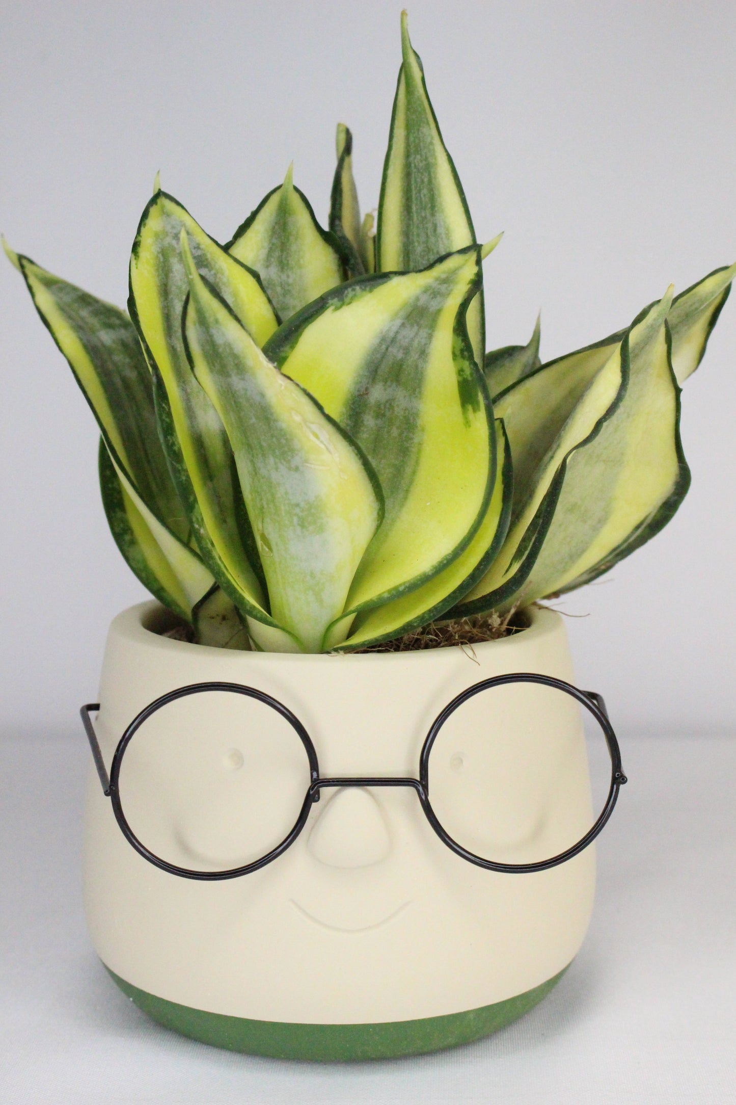 Macetero Gafas S