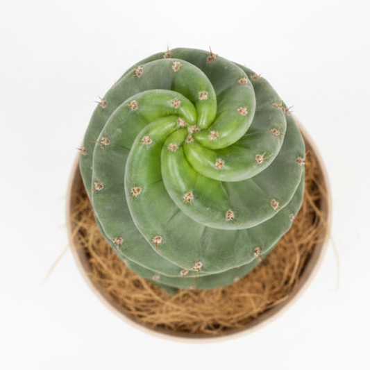 cactus de coleccion spiralis