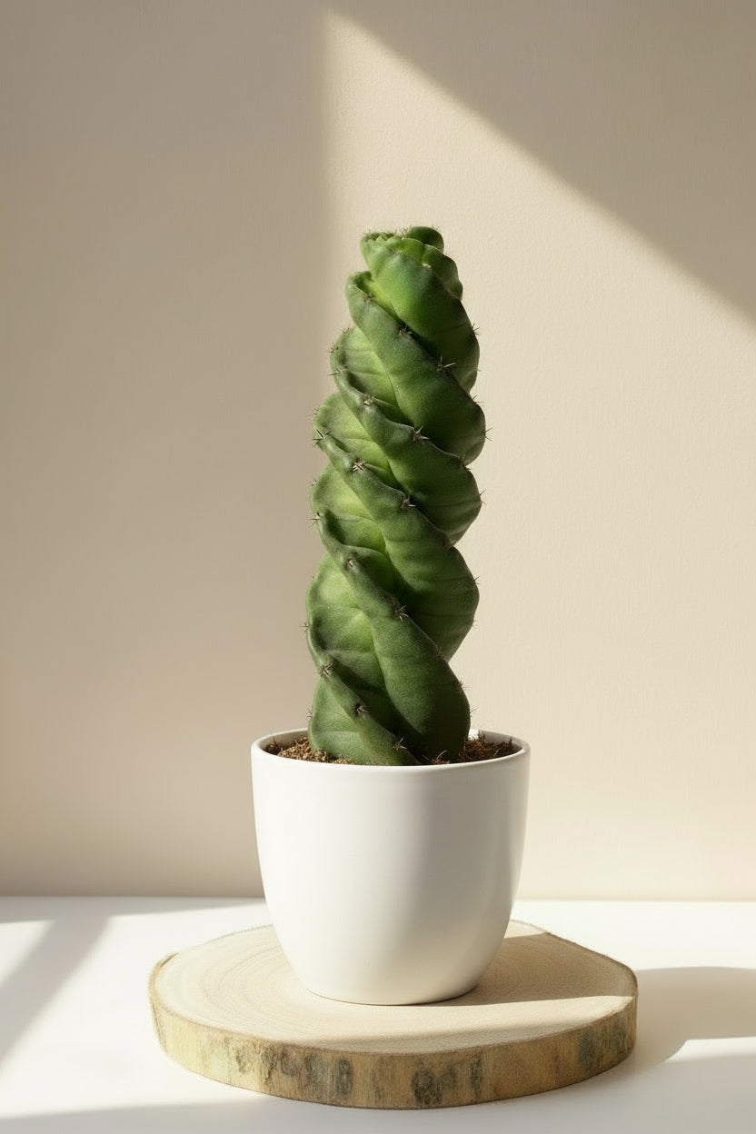 Cereus Forbesii Spiralis