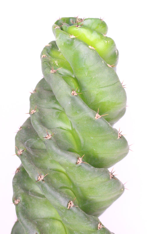 Cereus Forbesii Spiralis