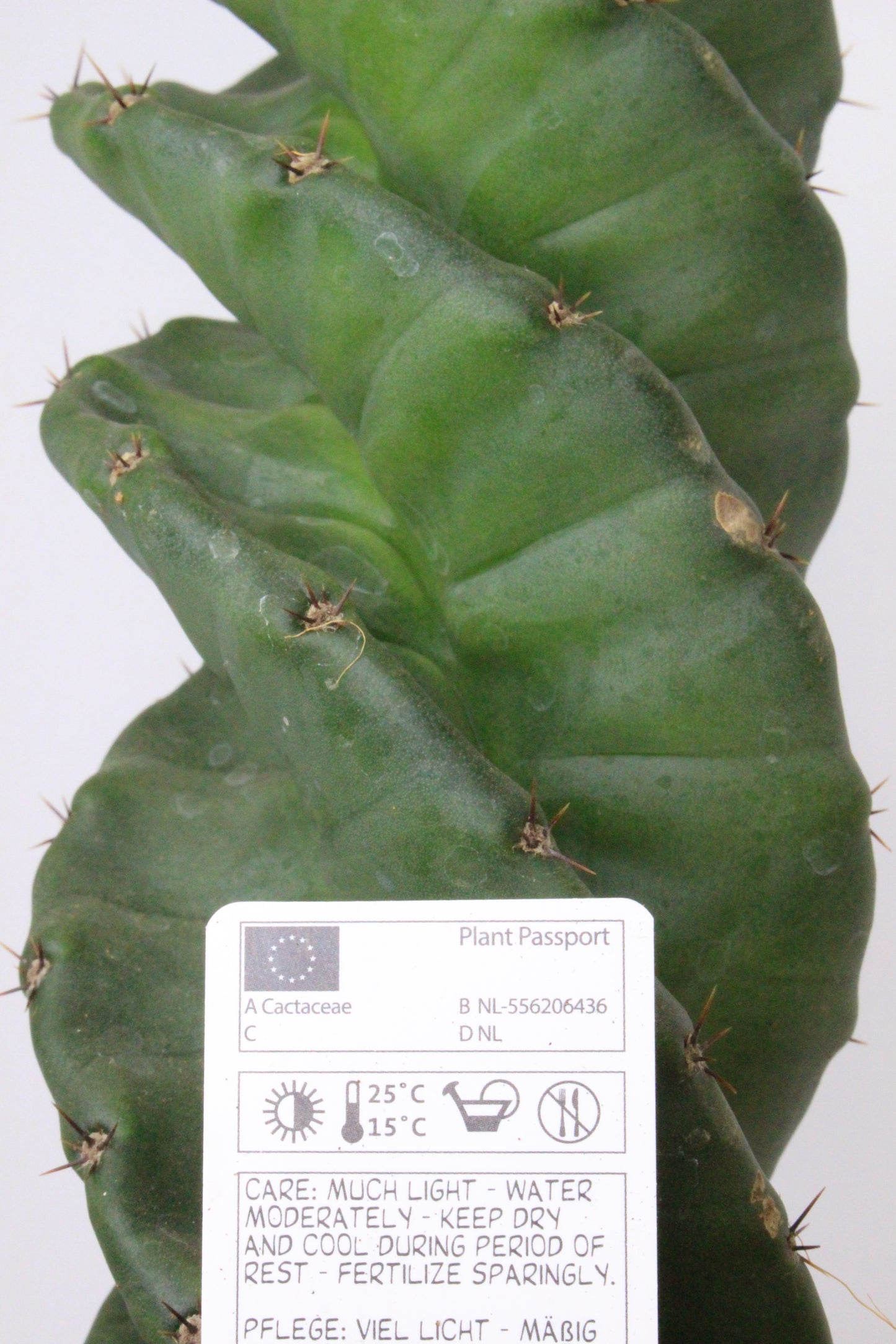 Cereus Forbesii Spiralis
