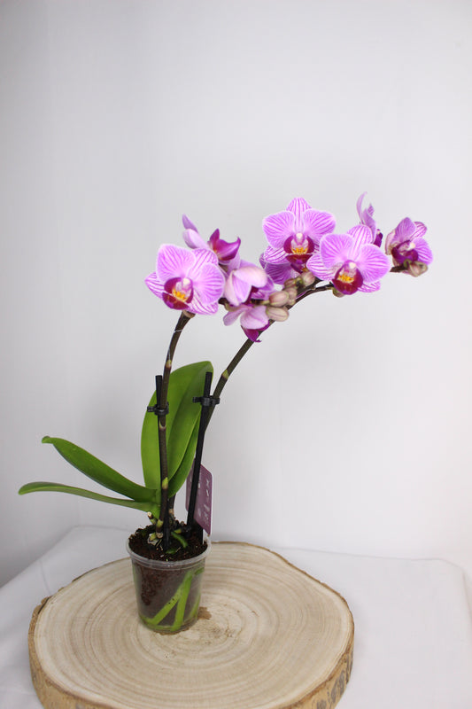 Orquídea Phalaenopsis Mini Fucsia