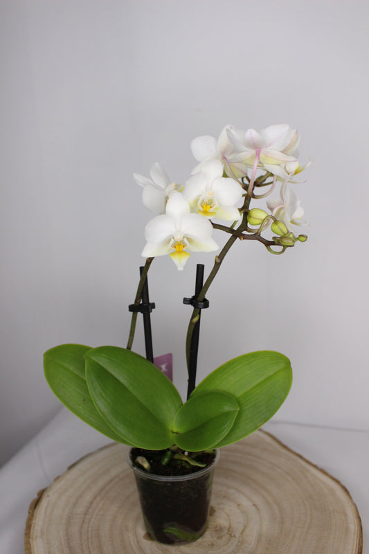 Orquídea Phalaenopsis Mini Blanca