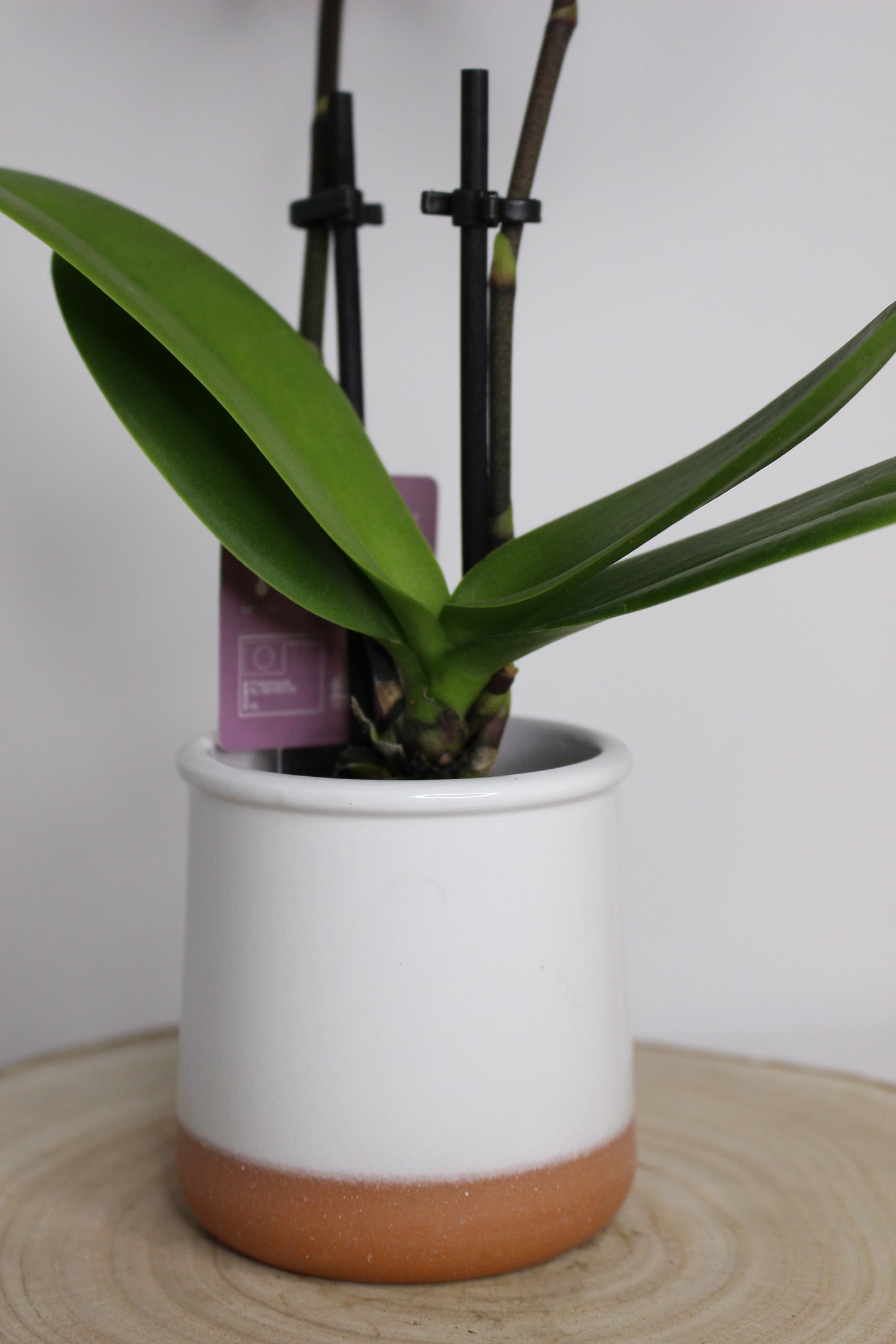 Orquídea Phalaenopsis Mini Blanca