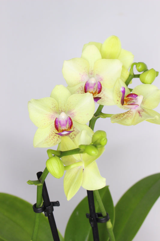 Orquídea Phalaenopsis Mini Amarilla