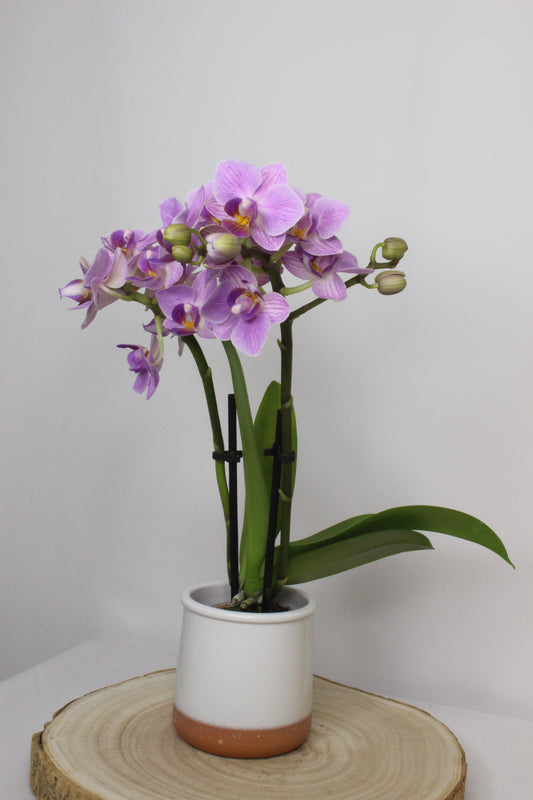 Orquídea Phalaenopsis Mini Morada