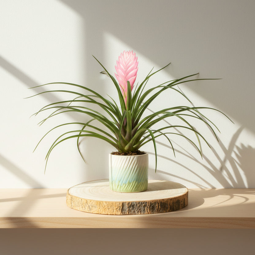 macetero-azul-plantas