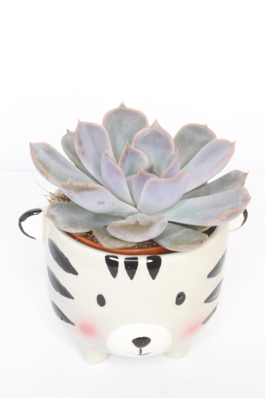 Macetero Mini Tigre