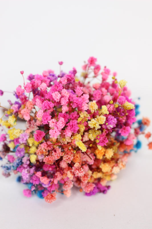 Ramillete Paniculata Rainbow Preservada S