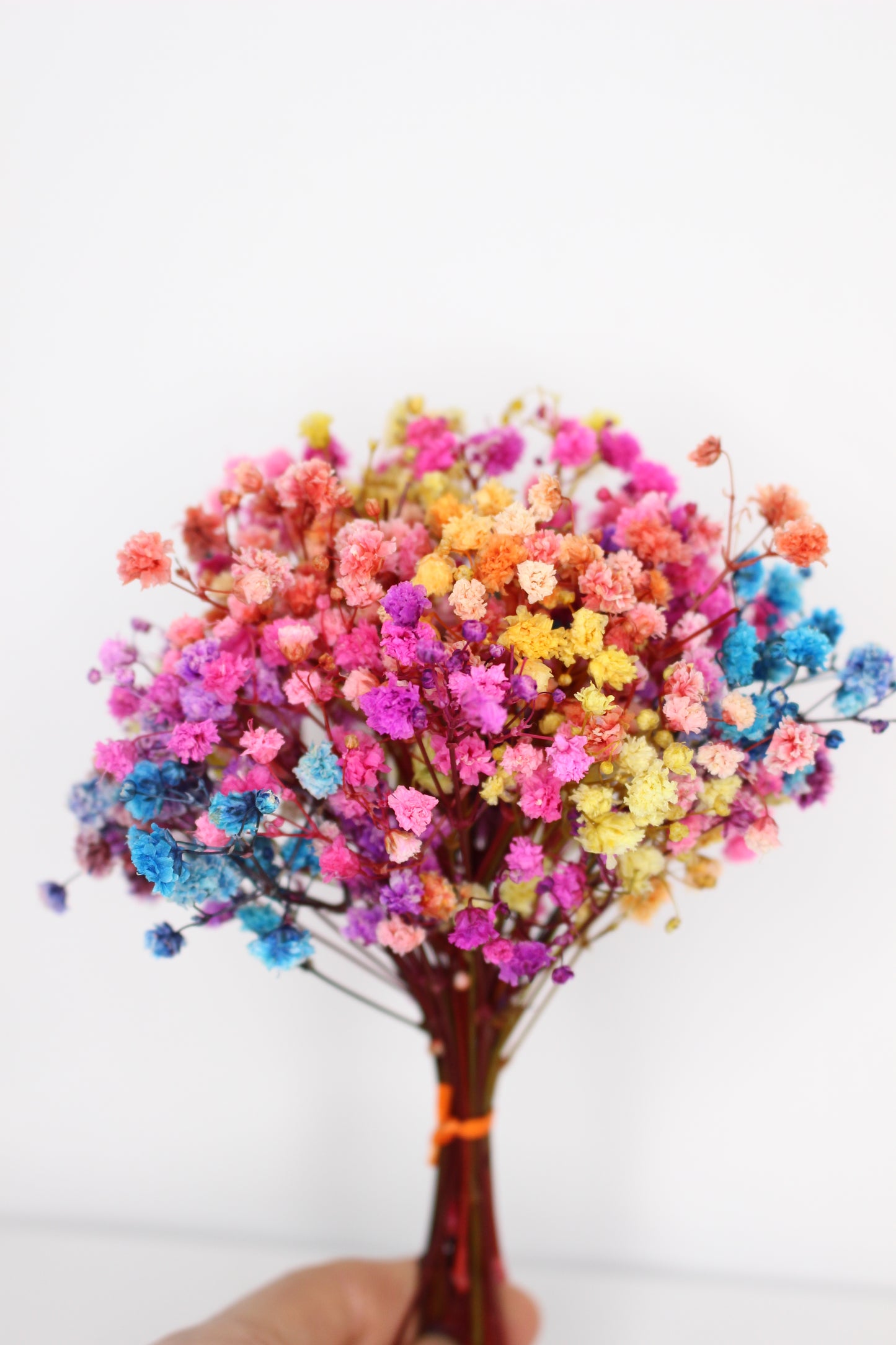 Ramillete Paniculata Rainbow Preservada S