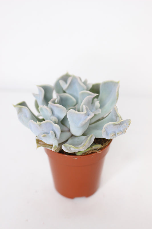 Echeveria Thriller Pearl