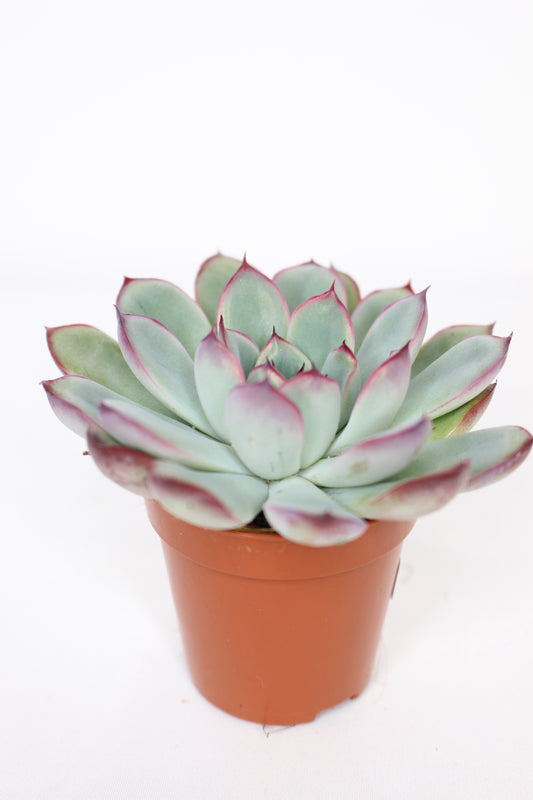 Echeveria pulidonis