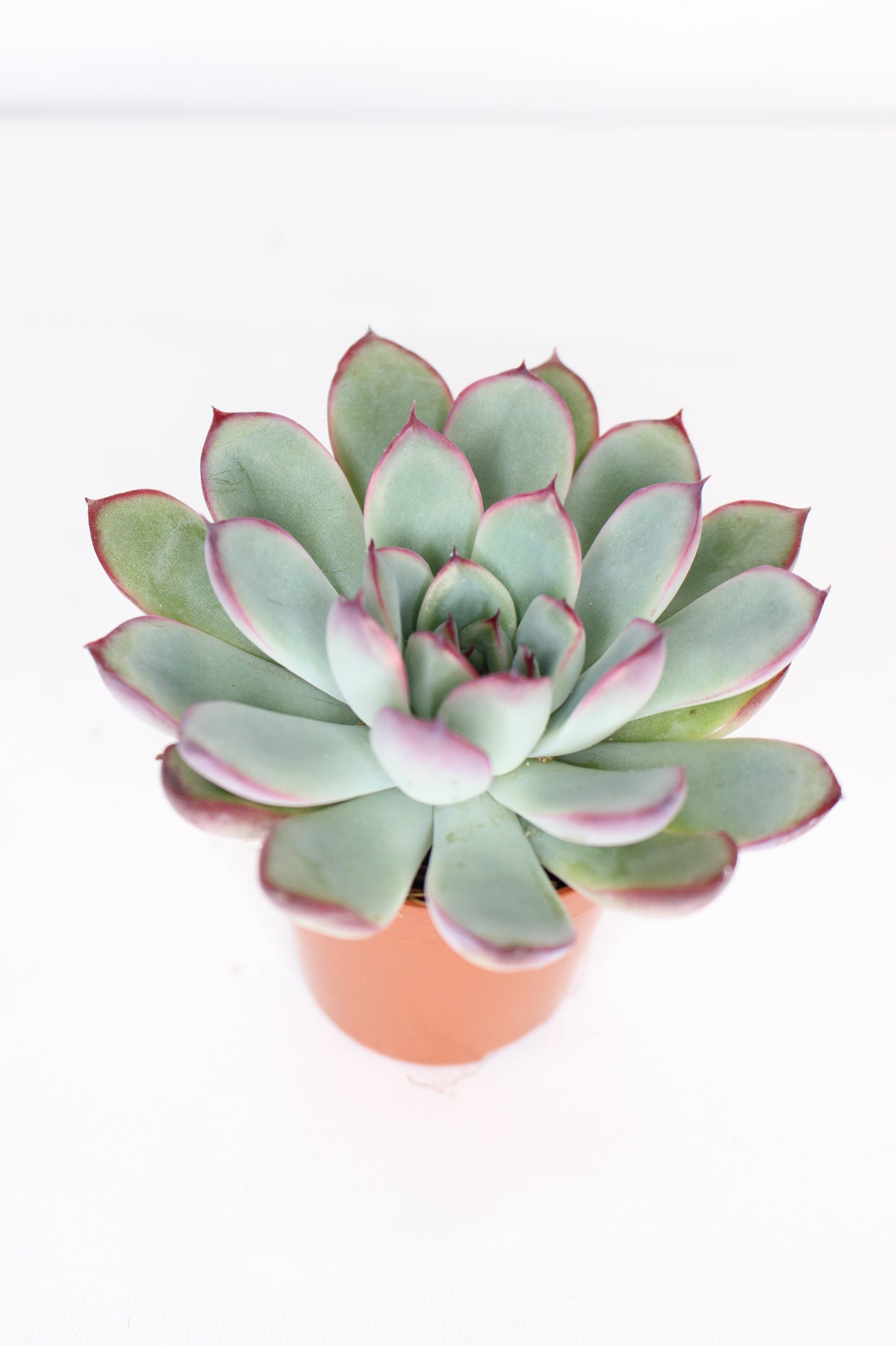 Echeveria pulidonis
