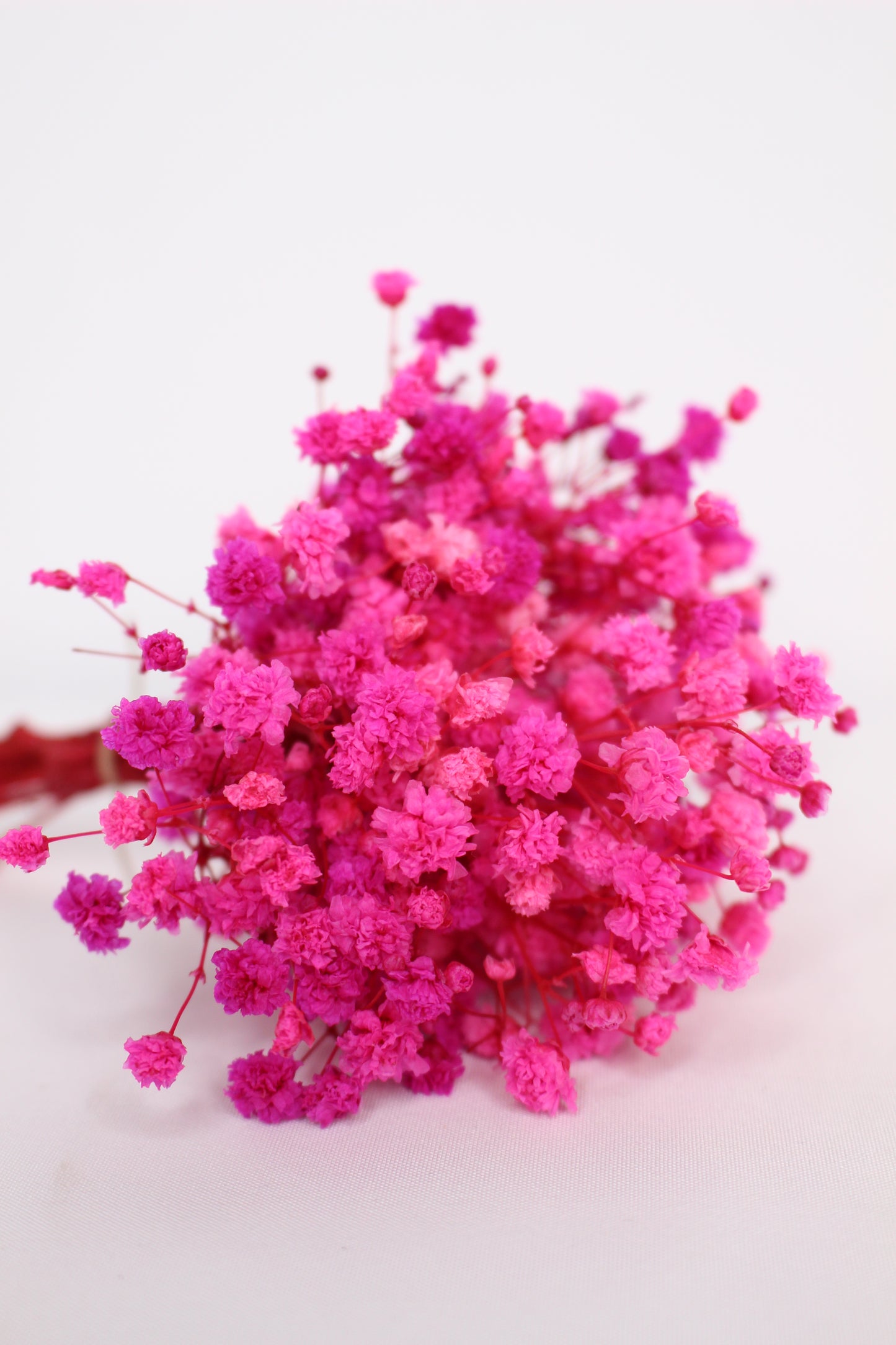 Ramillete Paniculata Fucsia Preservada S