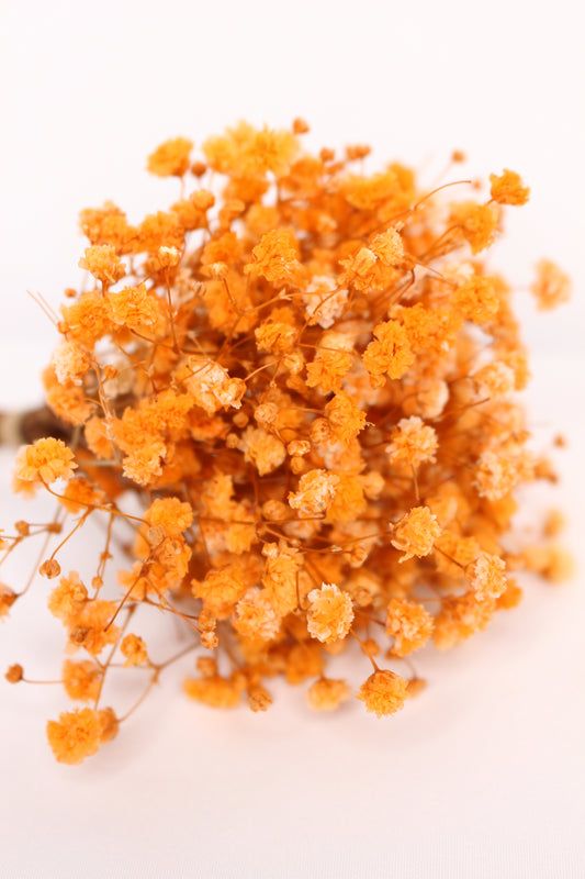 Ramillete Paniculata Naranja Preservada S