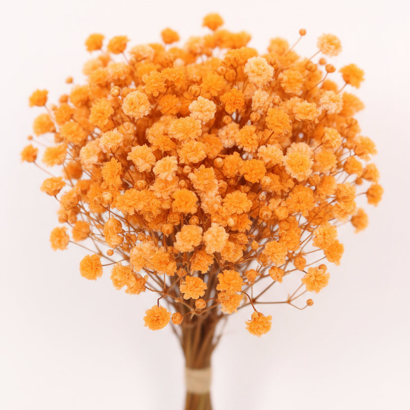 flor-preservada-paniculata
