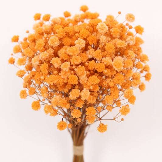 flor-preservada-paniculata