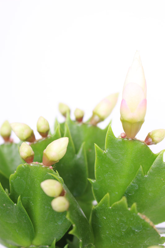 Mini Cactus Navidad Blanco (Schlumbergera)