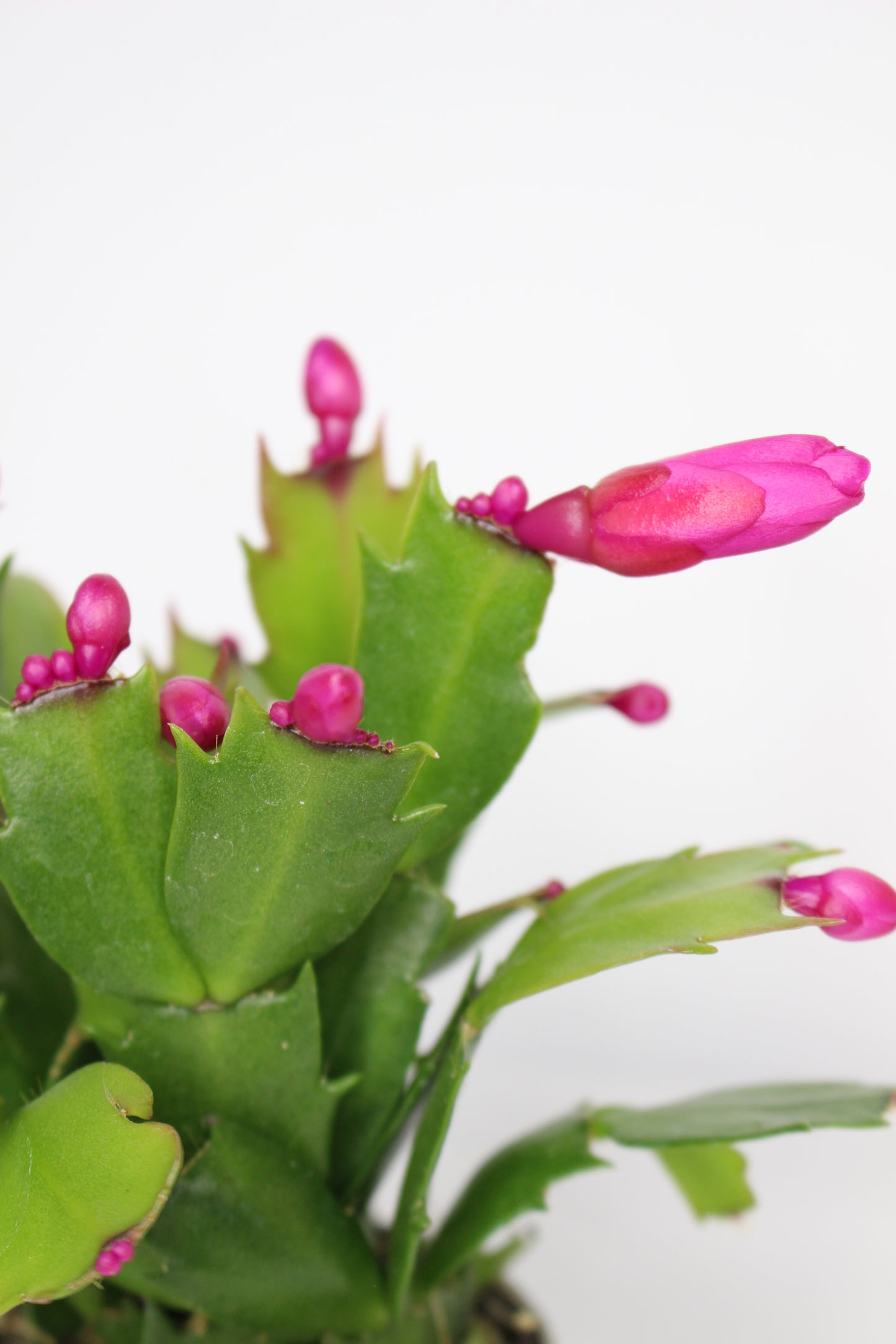 Mini Cactus Navidad Fucsia (Schlumbergera)