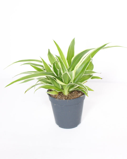 Mini Cinta Chlorophytum