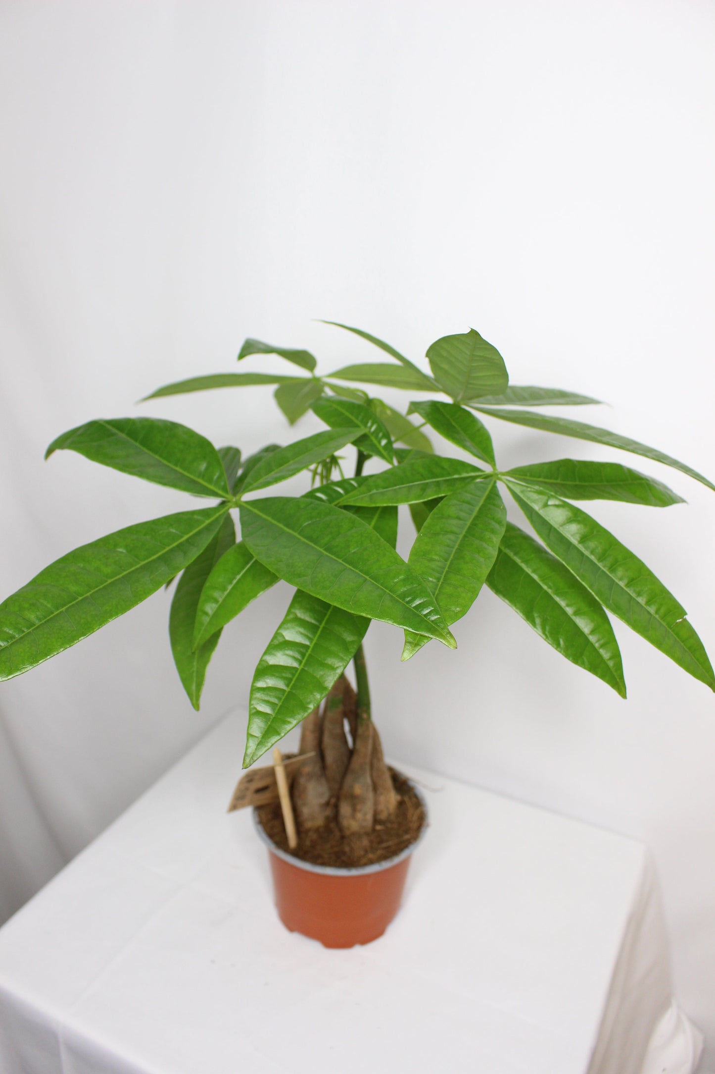 Pachira Acuática Trenzada