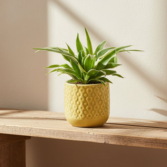 macetero-eter-ceramica