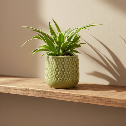 macetero-eter-decorativo