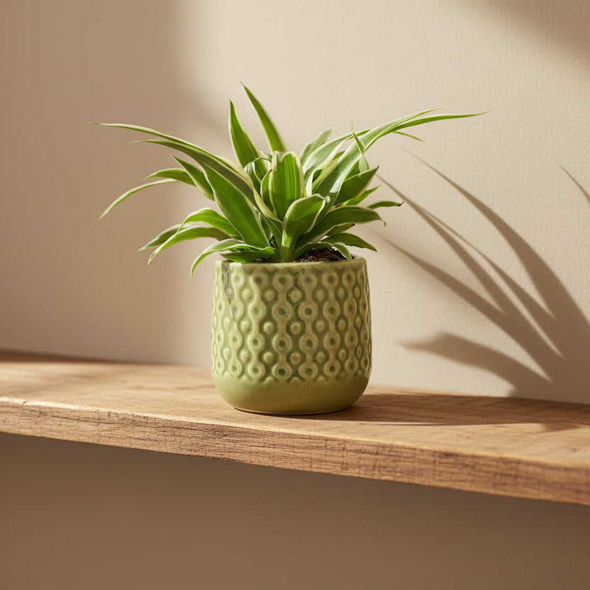 macetero-eter-decorativo