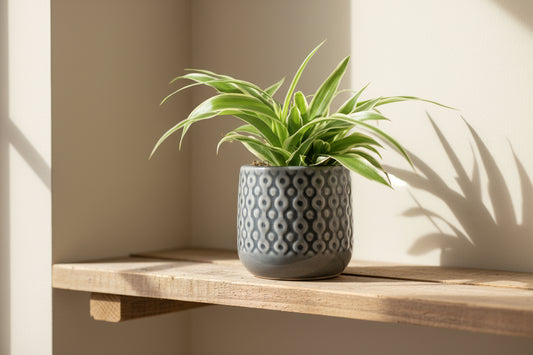 macetero-eter-decorativo