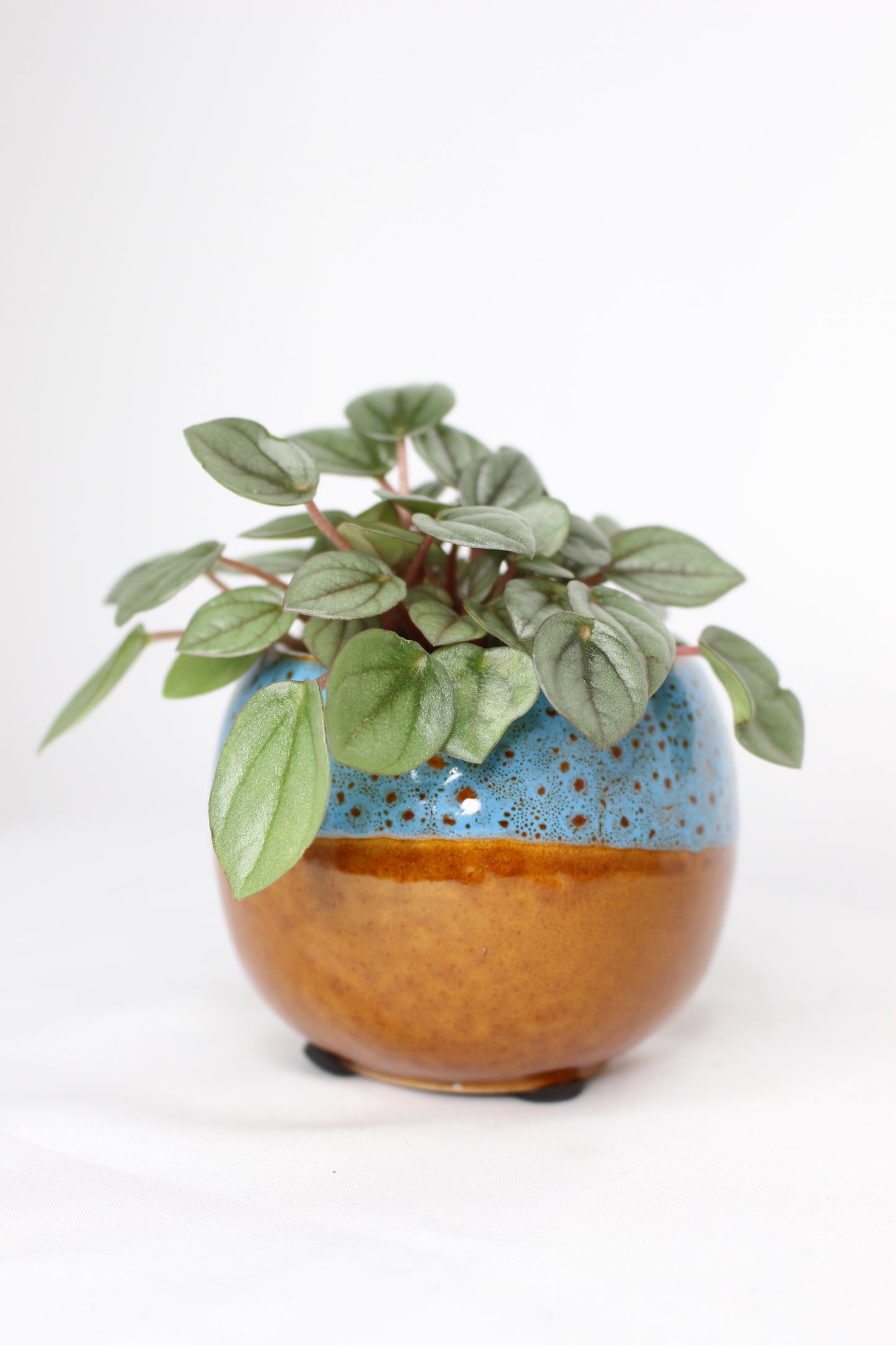 Mini Peperomia Caperata Milano