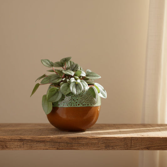 macetero-bonsai-decorativo