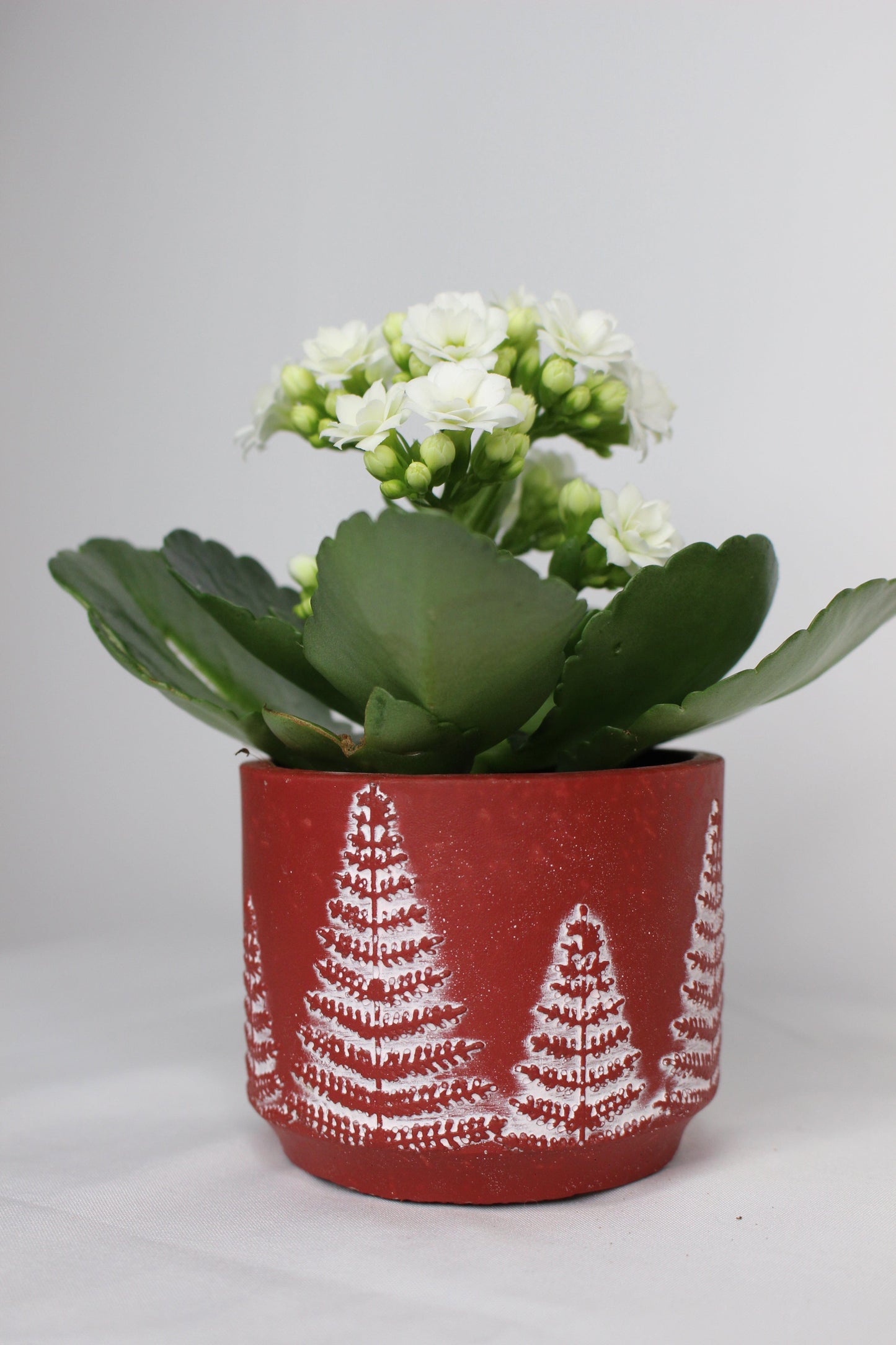 Macetero Mini Árbolito Navidad Rojo